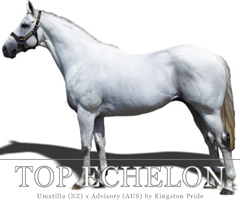 Logo for Top Echelon Ad